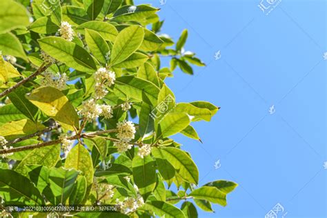 桂花禁忌|桂花(木犀花、木犀、巖桂、九里香、桂)